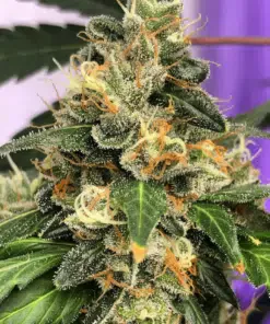 Lemon Kush Seeds | Lemon Kush Strain Feminized | The Seed Fair