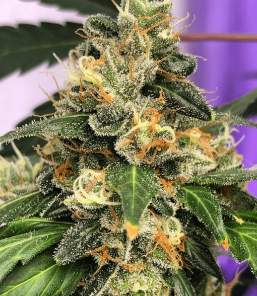 Lemon Kush Seeds | Lemon Kush Strain Feminized | The Seed Fair