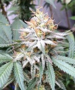 Lemon Pie Regular Cannabis Seeds | Lemon Pie Strain | The Seed Fair