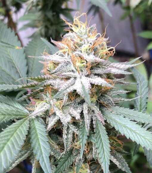 Lemon Pie Regular Cannabis Seeds | Lemon Pie Strain | The Seed Fair