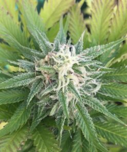 Lodi Dodi Strain | Lodi Dodi Feminized Cannabis Seeds | The Seed Fair