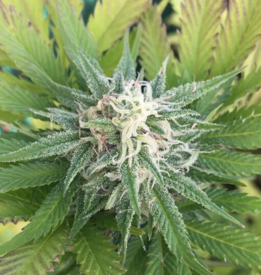 Lodi Dodi Strain | Lodi Dodi Feminized Cannabis Seeds | The Seed Fair