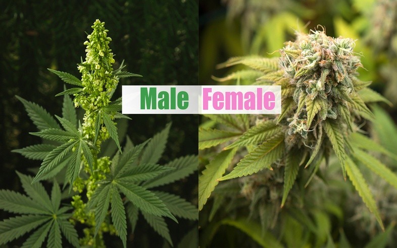 What is the Difference Between Male and Female Marijuana | The Seed Fair