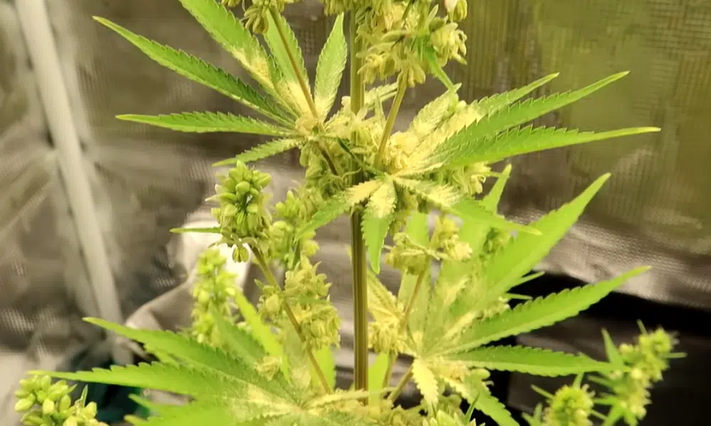 male weed plant | The Seed Fair male weed plant