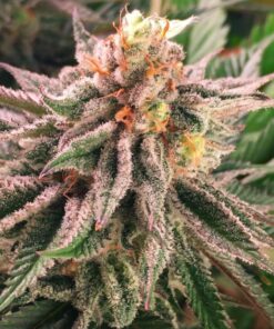 Mandarine Auto-Flowering Cannabis Seeds | Mandarine Strain | The Seed Fair