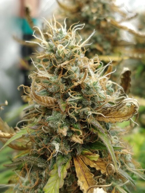 Critical Mango CBD Seeds | Critical Mango Strain Feminized | The Seed Fair