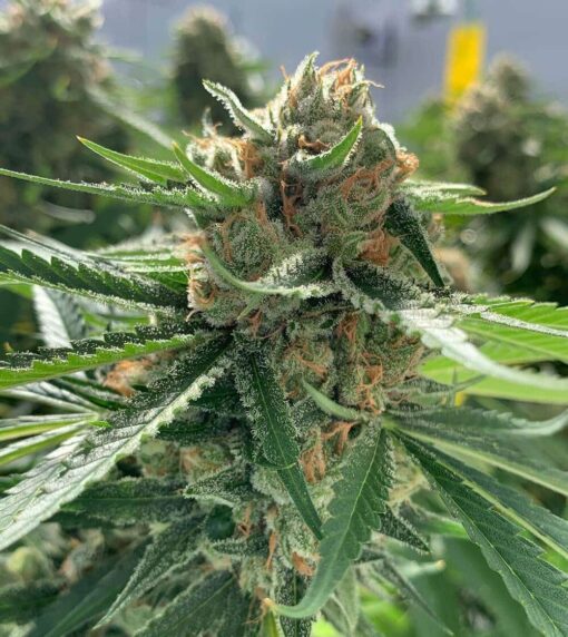 CBD Best Mango 1 to 1 Feminized Cannabis Seeds | CBD Best Mango | The Seed Fair