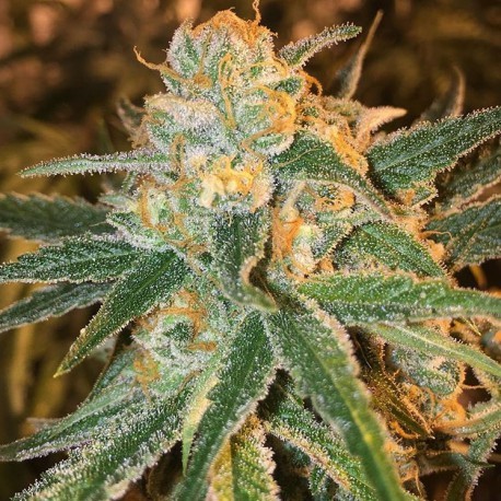 Mango Kush Seeds | Mango Kush Strain Feminized | The Seed Fair