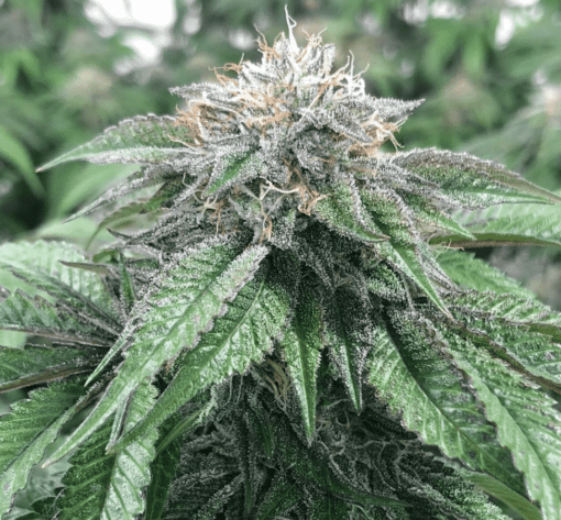 Master Kush Seeds | Master Kush Strain Feminized | The Seed Fair