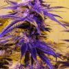 Mendocino Purps Feminized Cannabis Seeds