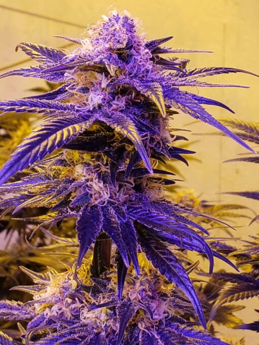 Mendocino Purps Feminized Cannabis Seeds