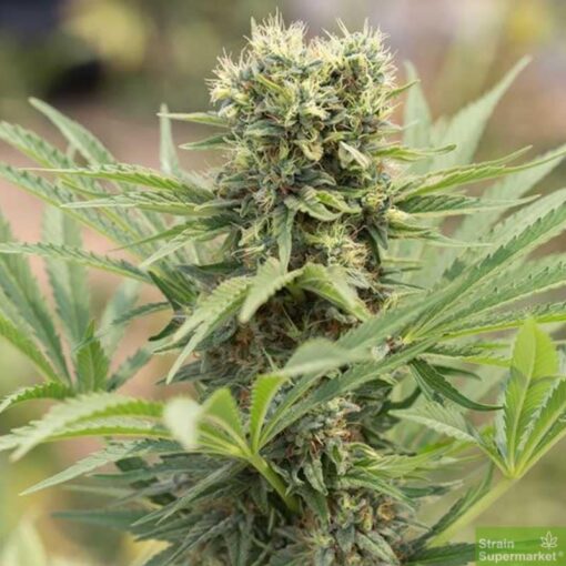 Mexican Haze Feminized Cannabis Seeds | Mexican Haze Strain | The Seed Fair