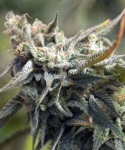 MG Auto-Flowering Cannabis Seeds | MG Feminized Strain | The Seed Fair