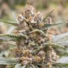 Middlefork Feminized Cannabis Seeds | Middlefork Strain | The Seed Fair