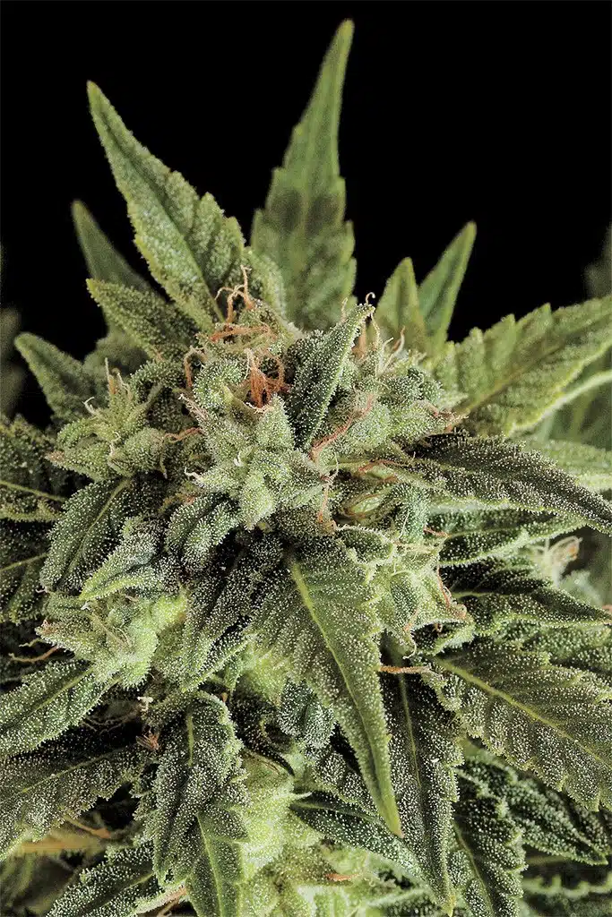 Moby Dick Auto-Flowering Feminized Cannabis Seeds | Moby Dick Strain | The Seed Fair | The Seed Fair Moby Dick Auto-Flowering Feminized Cannabis Seeds | Moby Dick Strain | The Seed Fair
