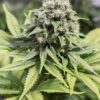 Moby Dick CBD Seeds | Moby Dick Strain Feminized | The Seed Fair