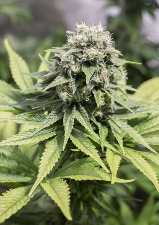 Moby Dick CBD Seeds | Moby Dick Strain Feminized | The Seed Fair