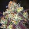 Mochalope Regular Cannabis Seeds | Mochalope Strain | The Seed Fair