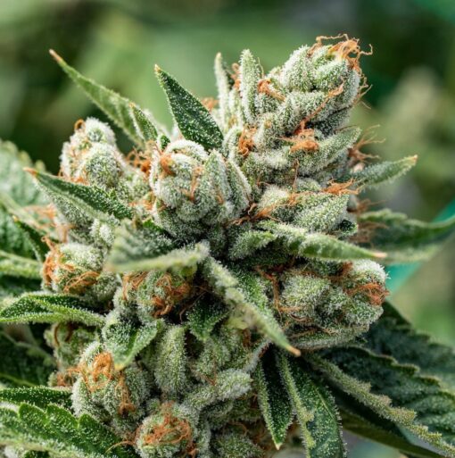 OG Kush | best feminized seeds