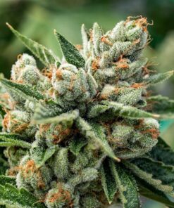 CBD OG Kush 1 to 15 Feminized Cannabis Seeds | CBD OG Kush Strain | The Seed Fair