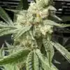 Pineapple Chunk Seeds | Pineapple Strain Feminized | The Seed Fair