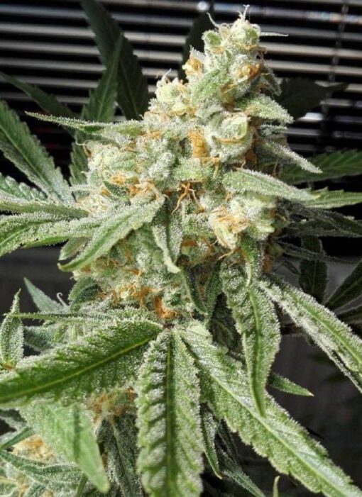 Pineapple Chunk Seeds | Pineapple Strain Feminized | The Seed Fair