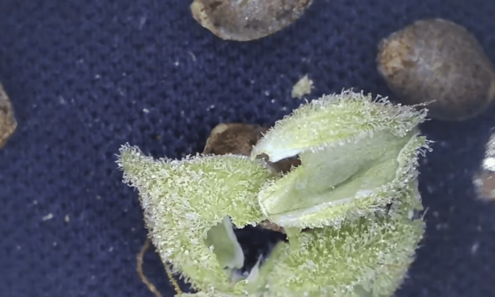 bestäubte weibliche Cannabispflanze