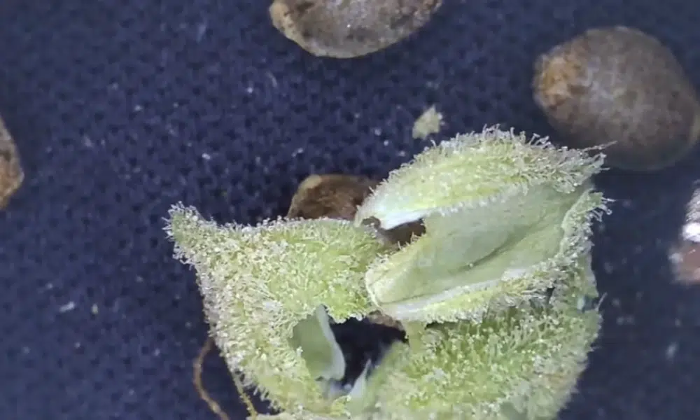 pollinated female | The Seed Fair pollinated female cannabis