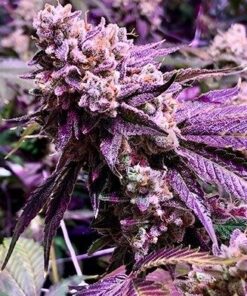 Purple Sunset Auto-Flowering Cannabis Seeds | Purple Sunset Strain | The Seed Fair