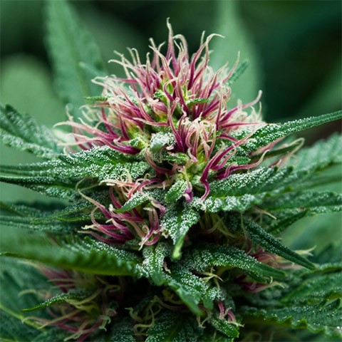 Purple Thai Seeds | Purple Thai Strain Feminized | The Seed Fair