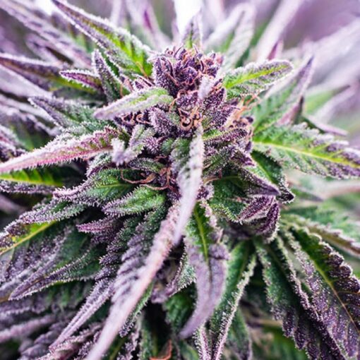 Purple Urkle Seeds | Purple Urkle Strain Feminized | The Seed Fair