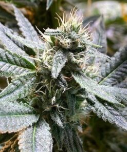 Sage Seeds | Sage Strain Feminized Cannabis Seeds | The Seed Fair