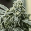 Skunk Auto Flower Seeds | Skunk Feminized Cannabis Strain | The Seed Fair