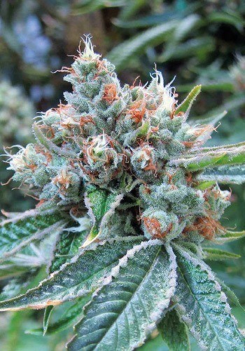 Skywalker OG Seeds | Skywalker OG Strain Feminized | The Seed Fair