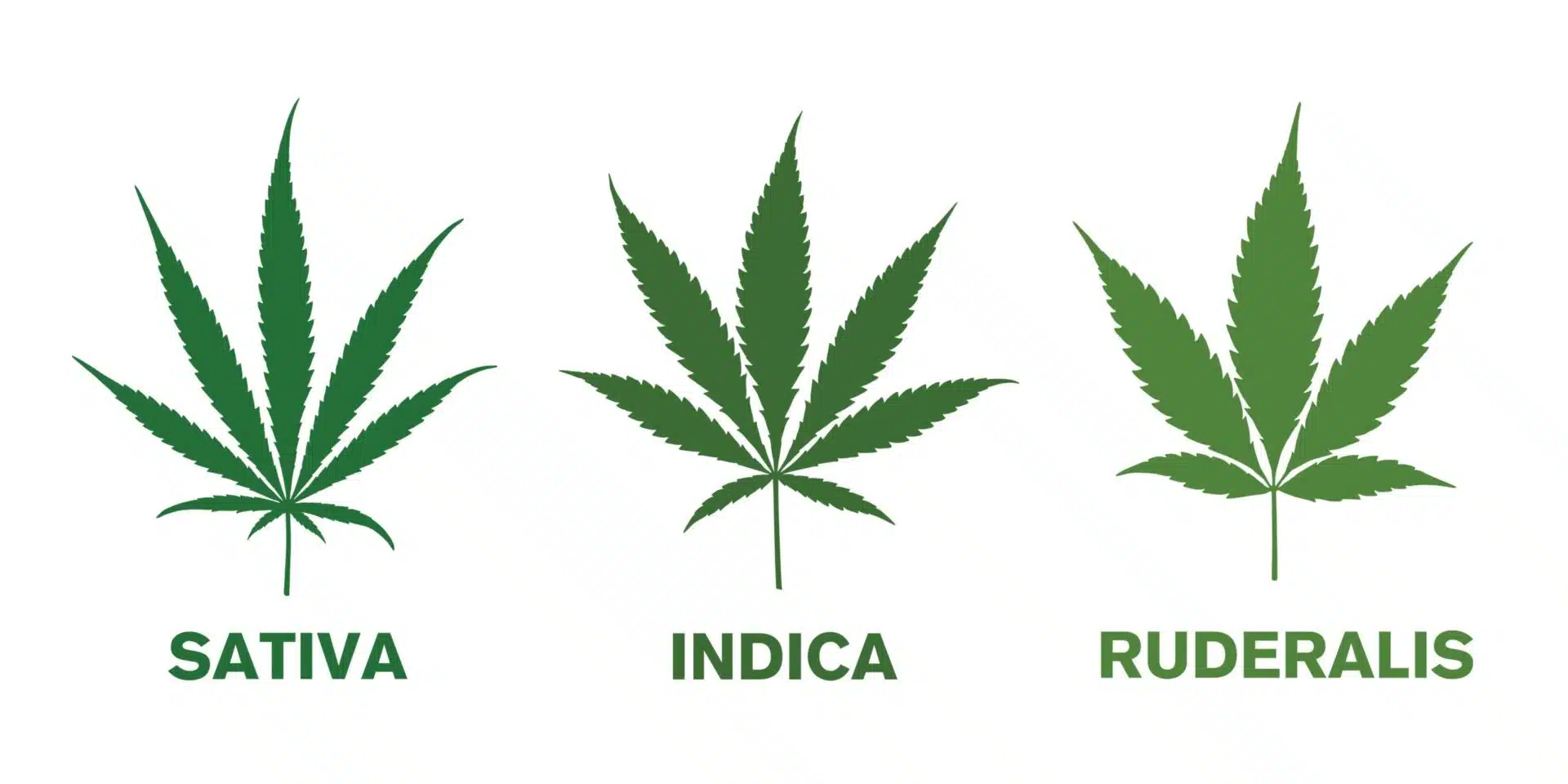 Everything About Smoking Ruderalis | Our Guide To Ruderalis | The Seed Fair