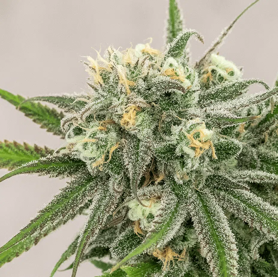 Snoops Dream Seeds | Snoops Dream Strain Feminized | The Seed Fair | The Seed Fair Snoops Dream Seeds | Snoops Dream Strain Feminized | The Seed Fair