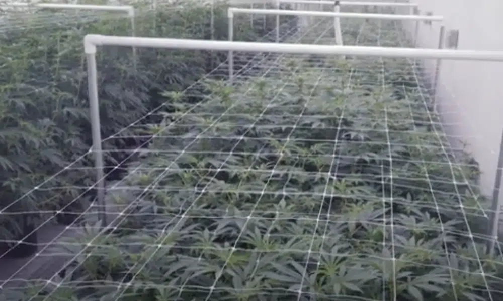 sog autoflowers | The Seed Fair sea of green for autoflowers