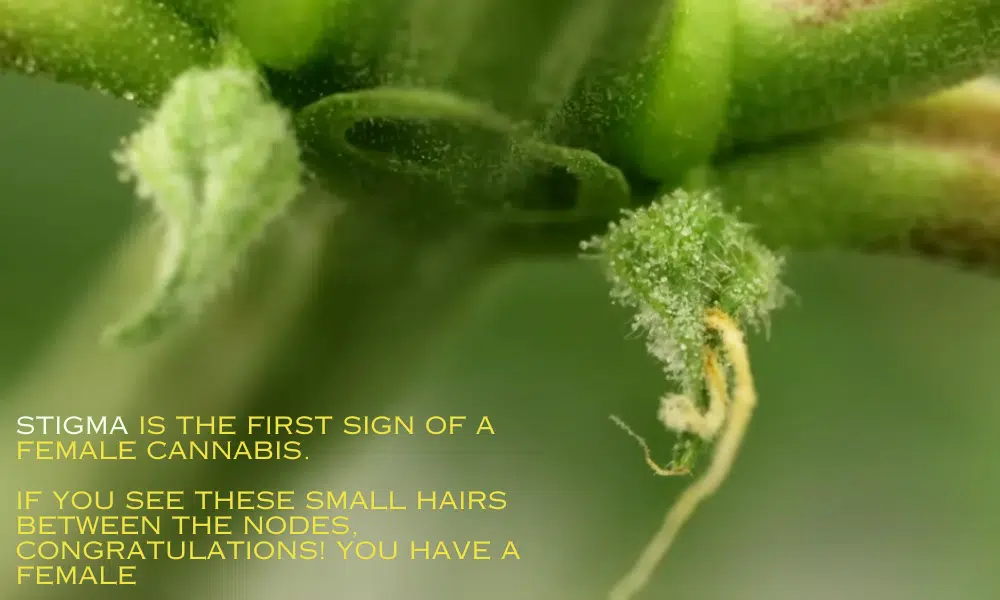 first signs of a female plants