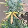 Strawberry Cough Seeds | Strawberry Cough Strain Feminized | The Seed Fair
