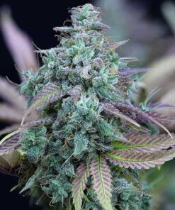 Strawberry Cheese Auto-Flowering Cannabis Seeds | Strawberry Cheese | The Seed Fair