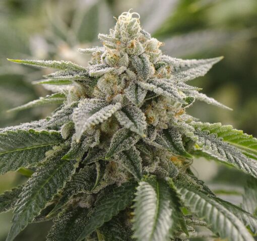 CBD Super Lemon 1 to 1 Feminized Cannabis Seeds | CBD Super Lemon | The Seed Fair