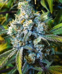 Super Silver Haze Auto-Flowering Cannabis Seeds | Super Silver Strain | The Seed Fair