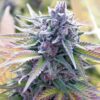 Sweet Tooth Auto-Flowering Cannabis Seeds | Sweet Tooth Strain | The Seed Fair