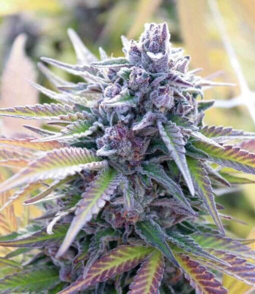 Sweet Tooth Auto-Flowering Cannabis Seeds | Sweet Tooth Strain | The Seed Fair