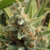 Tangerine Auto-Flowering Cannabis Seeds | Tangerine Strain
