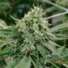 Triple XL Auto-Flowering Cannabis Seeds | Triple XL Strain | The Seed Fair