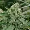 Triple XL Auto-Flowering Cannabis Seeds | Triple XL Strain | The Seed Fair