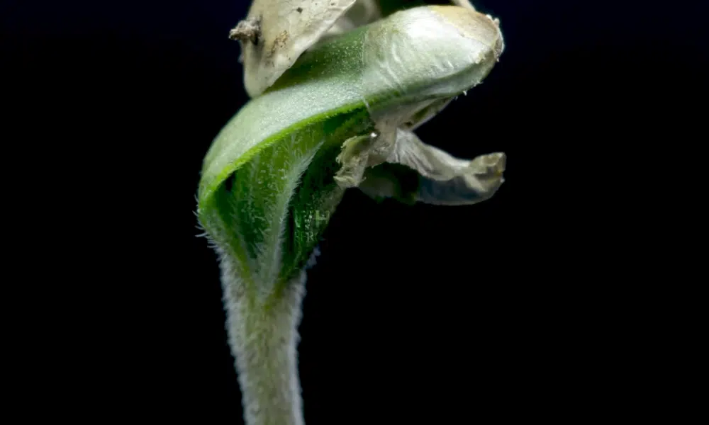 7 days autoflower seedling