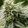 Yumbolt Auto-Flowering Cannabis Seeds | Yumbolt Strain | The Seed Fair