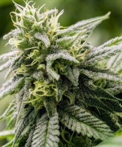 Yumbolt Auto-Flowering Cannabis Seeds | Yumbolt Strain | The Seed Fair